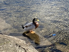 Anas platyrhynchos domesticus