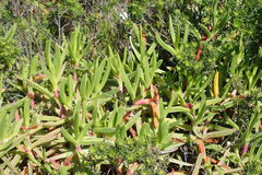 Carpobrotus deliciosus