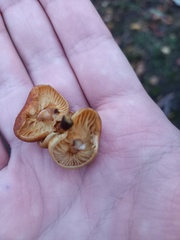 Flammulina velutipes