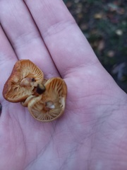 Flammulina velutipes