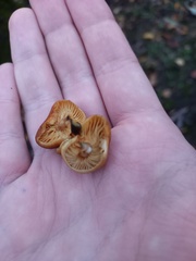 Flammulina velutipes