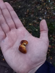 Flammulina velutipes