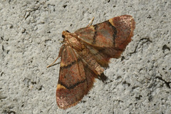 Hypsopygia thymetusalis