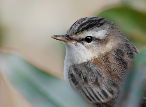 Sedge Warbler, photo 9 of 10