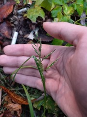 Poa annua