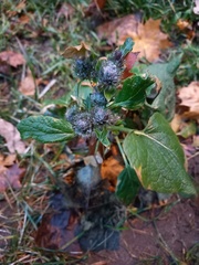 Arctium tomentosum