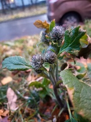 Arctium tomentosum