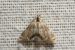 Eoparargyractis plevie