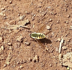 Dissoptera heterothrix