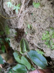 Mickelopteris cordata