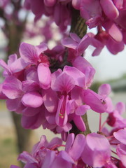 Cercis gigantea