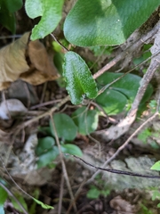 Mickelopteris cordata