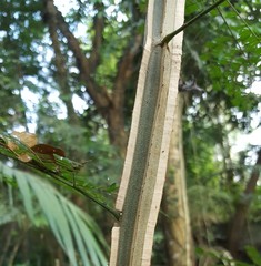 Piptadenia gonoacantha