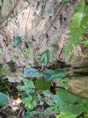 Mickelopteris cordata