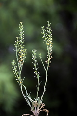 Lepidium spicatum