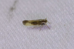 Tagosodes orizicolus