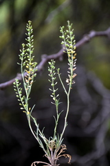 Lepidium spicatum