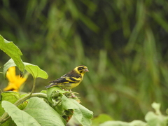 Chloris spinoides