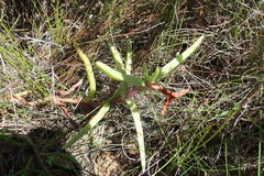 Carpobrotus deliciosus