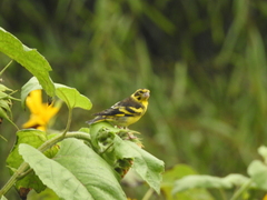 Chloris spinoides
