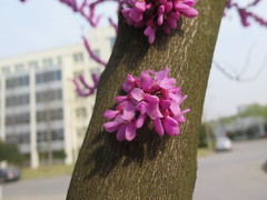 Cercis gigantea