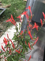 Anisacanthus