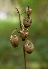 Campanula latifolia