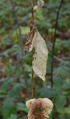 Campanula latifolia
