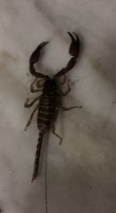 Euscorpius