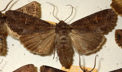 Polia bombycina