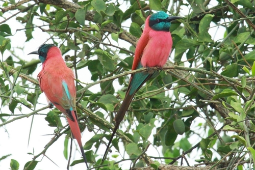 Northern Carmine Bee-eater