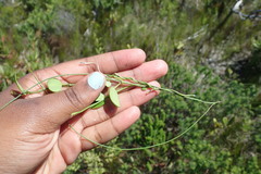 Cynanchum obtusifolium