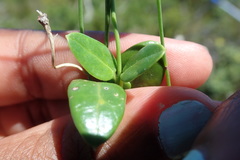 Cynanchum obtusifolium