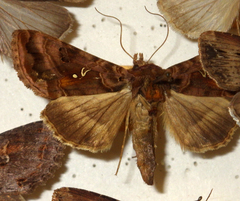 Autographa pulchrina