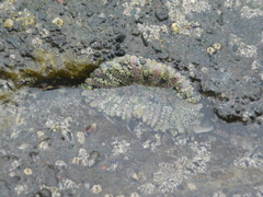 Actinostella bradleyi