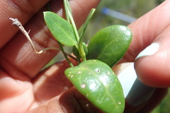 Cynanchum obtusifolium
