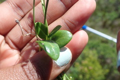 Cynanchum obtusifolium