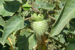 Datura innoxia