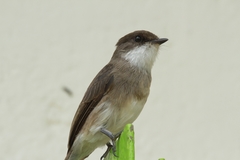 Muscicapa aquatica