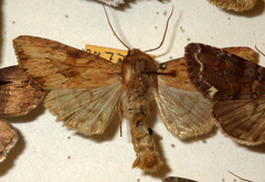 Apamea sublustris