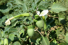 Datura innoxia