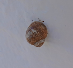 Helix nucula