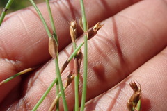 Elegia microcarpa