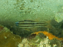 Nine-Banded Cardinalfish photo 5
