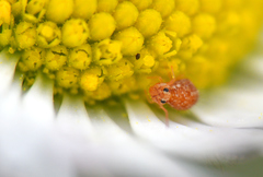 Sminthurus hispanicus