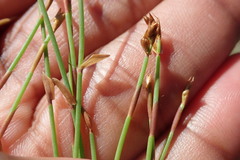Elegia microcarpa