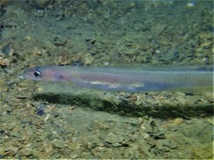 Conger wilsoni
