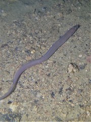 Conger wilsoni