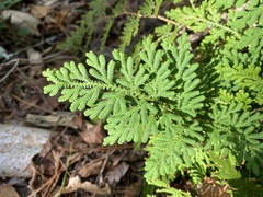Selaginella braunii