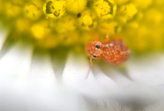 Sminthurus hispanicus